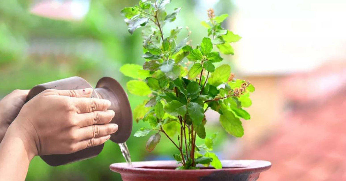 आज हरिशयनी एकादशी : घर घरमा तुलसीको बिरुवा सारिँदै