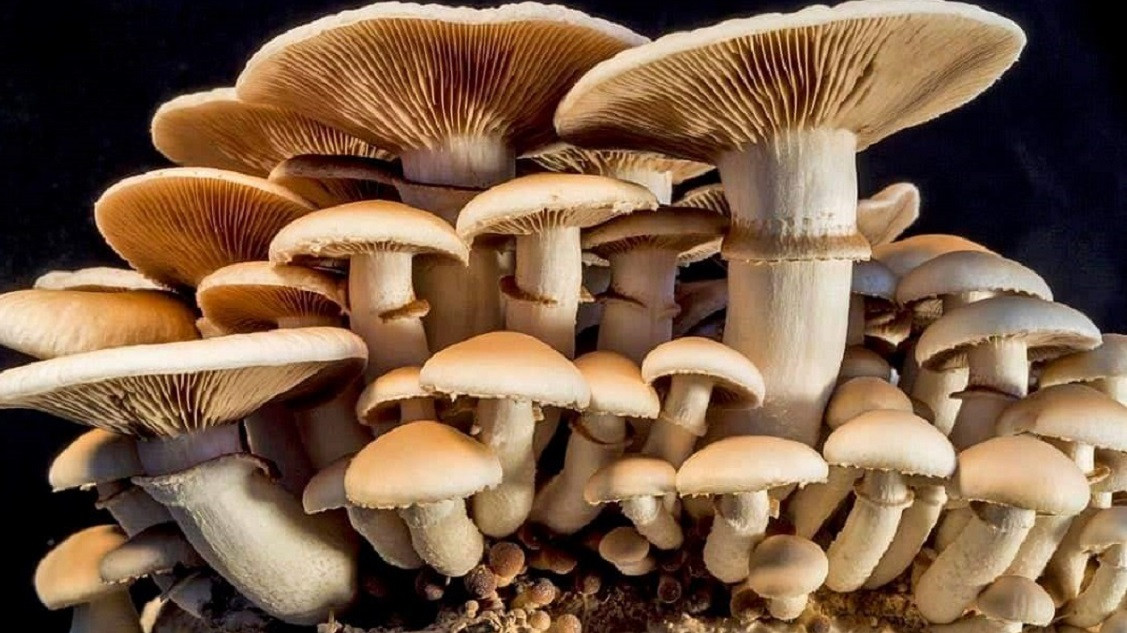 विषालु च्याउले पतीको ज्यान लियो, पत्नी गम्भिर घाइते