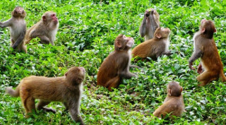 बाँदरले वर्षमा किसानको मकैमात्रै खान्छ साढे दुई करोडको, अन्य बाली कति ?